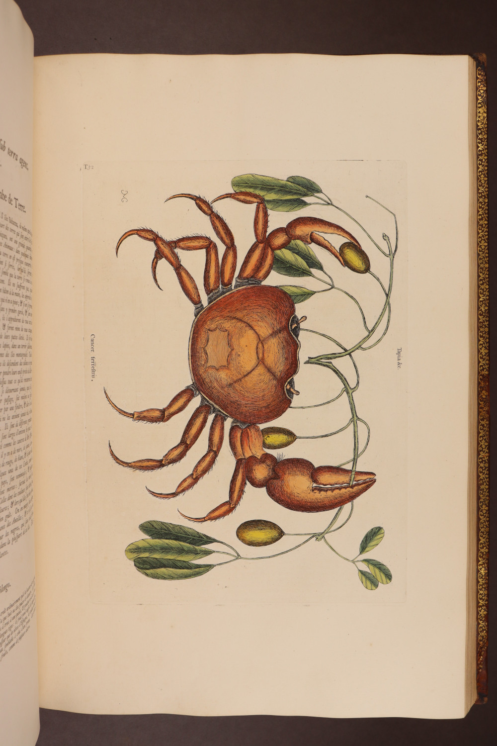 Plate 32